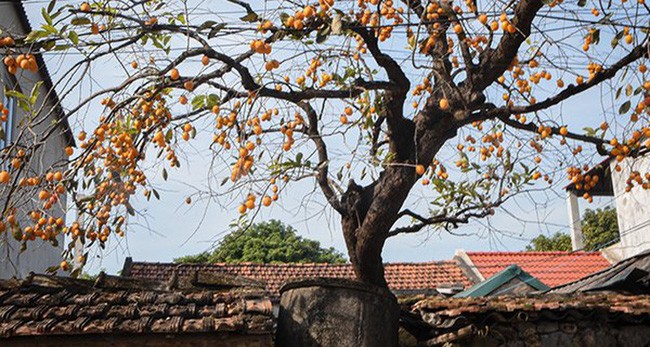 Trong 5 cay nay truoc hien nha la gia dinh phu quy thinh vuong-Hinh-2