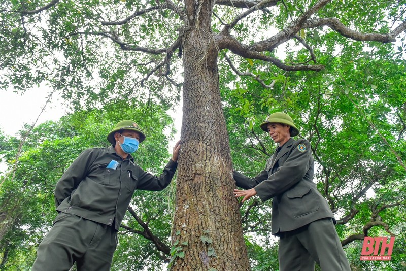 Tham rung sen lon nhat Dong Nam A tai Thanh Hoa-Hinh-14