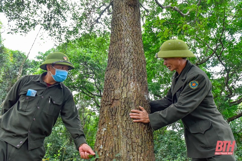 Tham rung sen lon nhat Dong Nam A tai Thanh Hoa-Hinh-3