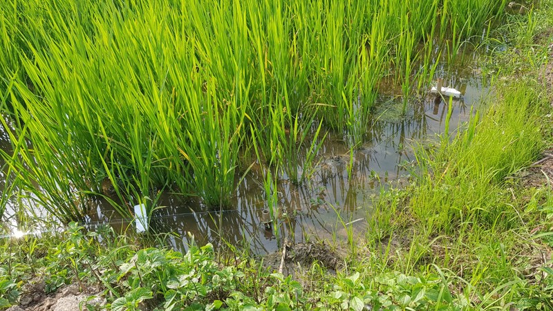 Hai Duong: Dung dien bay chuot, ta hoa phat hien nguoi tu vong