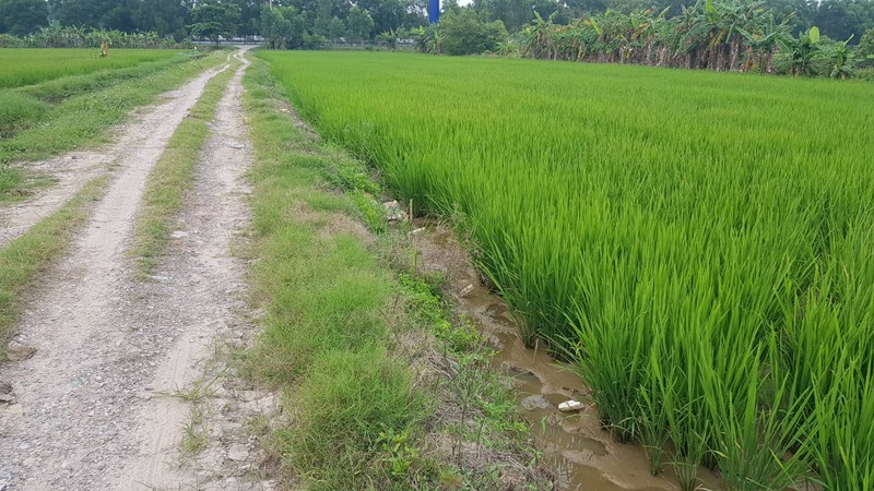 Nhieu nguoi chet...bay chuot bang dien van nhan nhan canh dong Hai Duong-Hinh-14