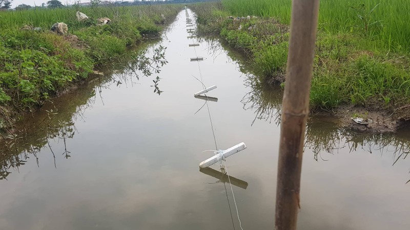 Nhieu nguoi chet...bay chuot bang dien van nhan nhan canh dong Hai Duong-Hinh-25