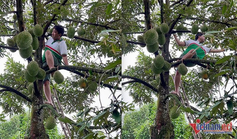 Sau rieng Musang King triu canh, chin rung ban 3 trieu dong/qua-Hinh-4