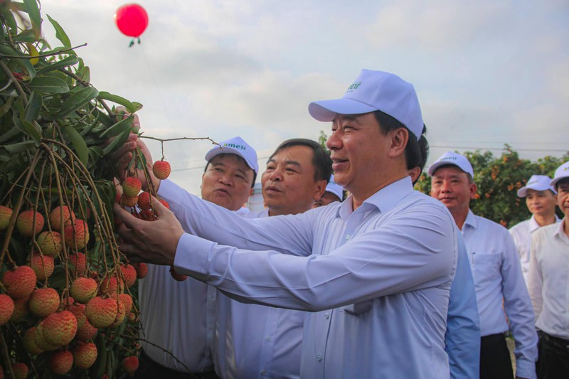 Hai Duong: Day manh xuc tien tieu thu vai thieu, nguoi dan phan khoi...“duoc mua, duoc gia“-Hinh-3