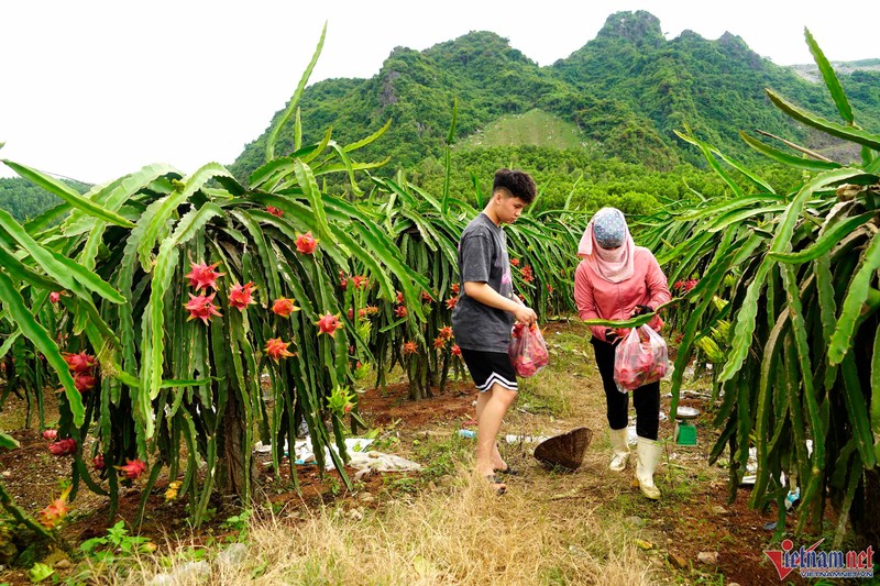 Trong thanh long ruot do, moi sang di bo quanh vuon co ngay tien trieu-Hinh-11