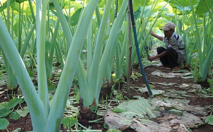 Cay dai moc khap ao ho nay hoa “mo vang”, ban 300.000/kg-Hinh-9