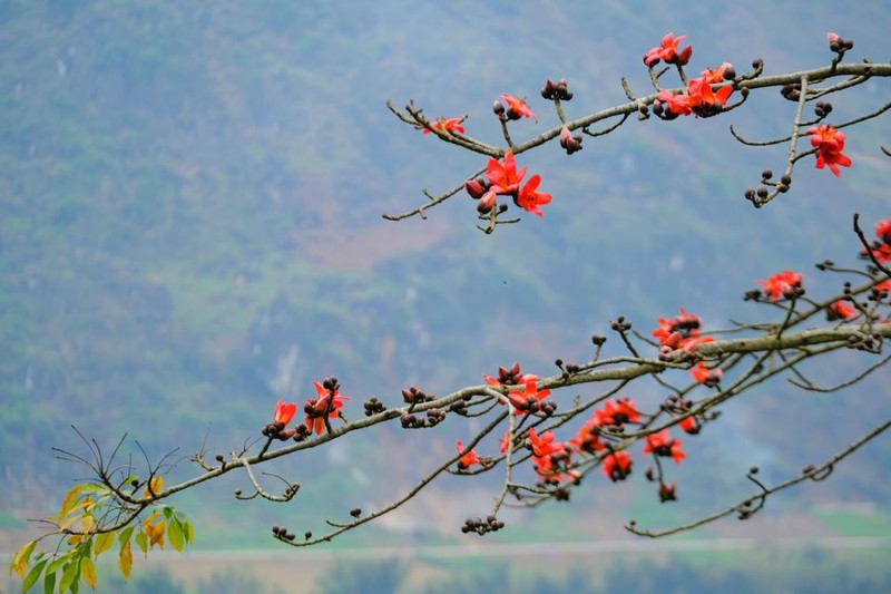 Khong phai ai cung biet Ha Giang con co mot mua hoa dep den the-Hinh-3