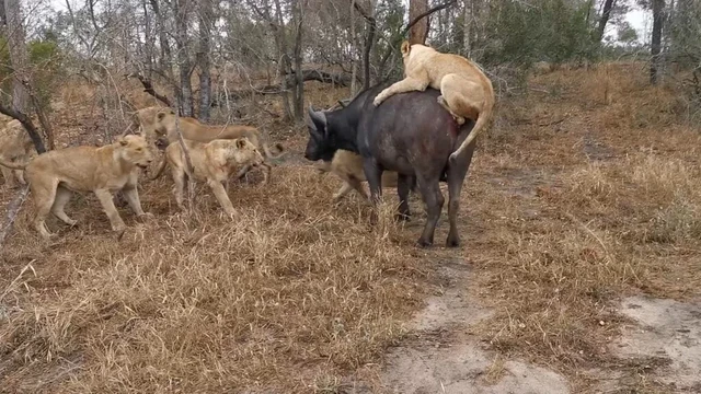 Clip: Dan su tu khuat phuc hai thanh vien Ngu dai da thu chau Phi