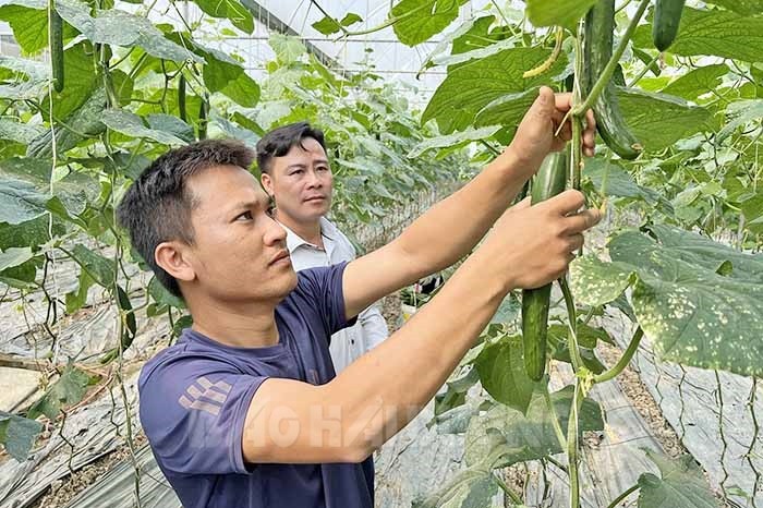 Lan dau tien mot xa cua Hai Duong quyet lam canh dong “3 khong”?