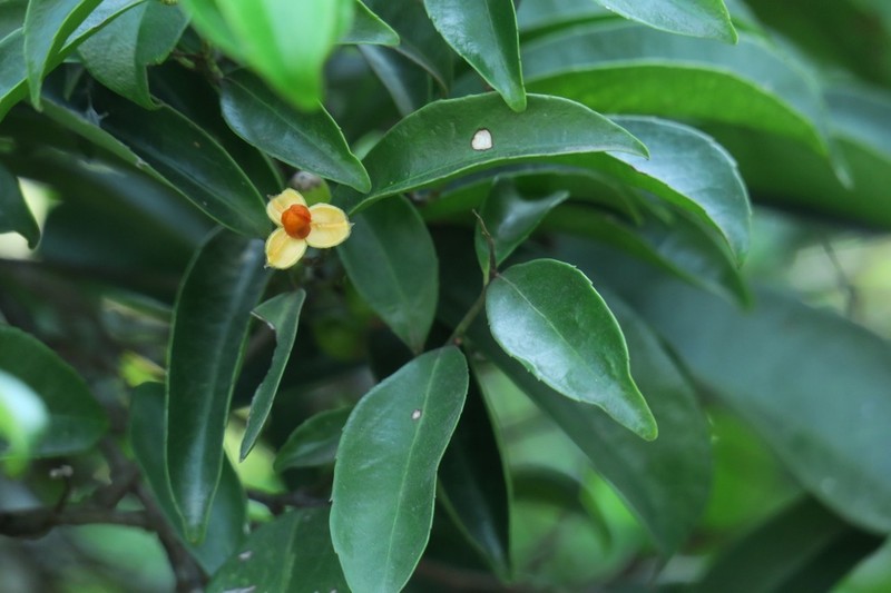 Thuc hu viec cay xa den chua khoi benh ung thu