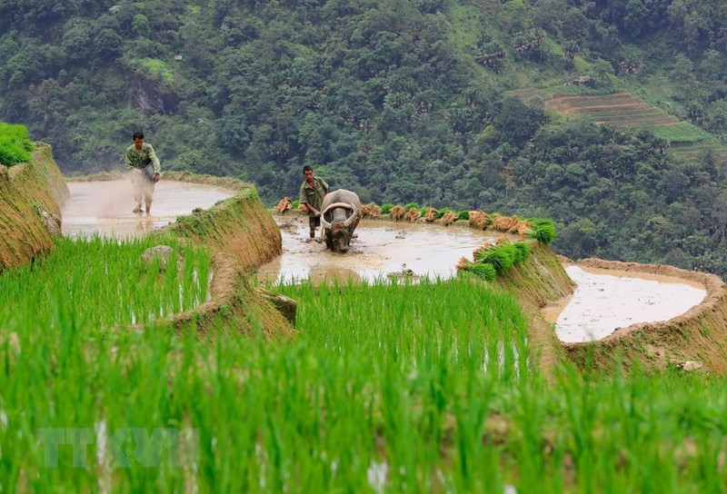 Ruong bac thang Ha Giang dep lung linh mua nuoc do-Hinh-2