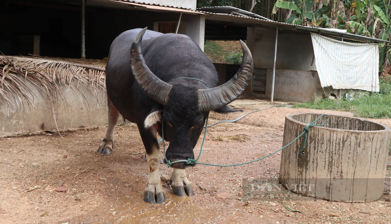 Nong dan Nghe An nuoi nhung con trau dung manh gia 100 trieu-Hinh-2