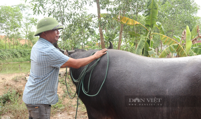 Nong dan Nghe An nuoi nhung con trau dung manh gia 100 trieu-Hinh-5