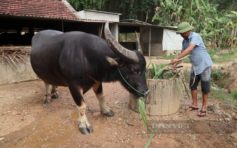 Nong dan Nghe An nuoi nhung con trau dung manh gia 100 trieu-Hinh-6