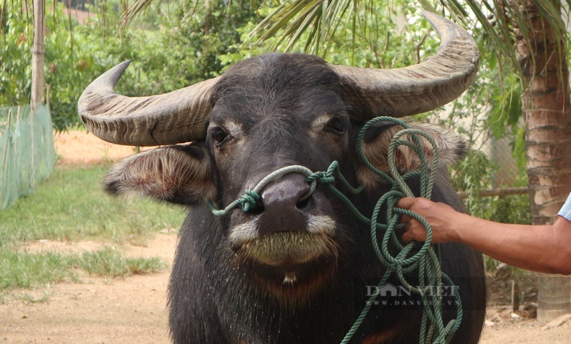 Nong dan Nghe An nuoi nhung con trau dung manh gia 100 trieu-Hinh-7