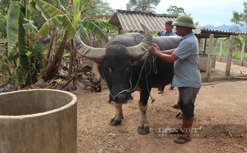 Nong dan Nghe An nuoi nhung con trau dung manh gia 100 trieu