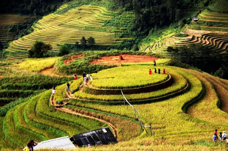 Trai nghiem mua vang o Mu Cang Chai