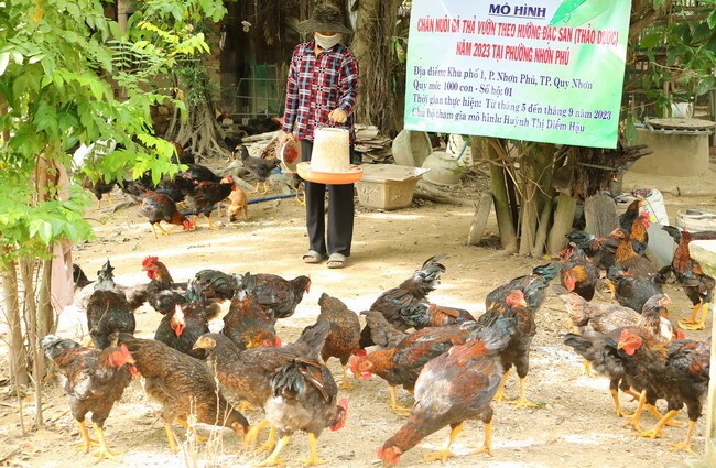 Nong dan Binh Dinh nuoi ga tha vuon theo huong dac san