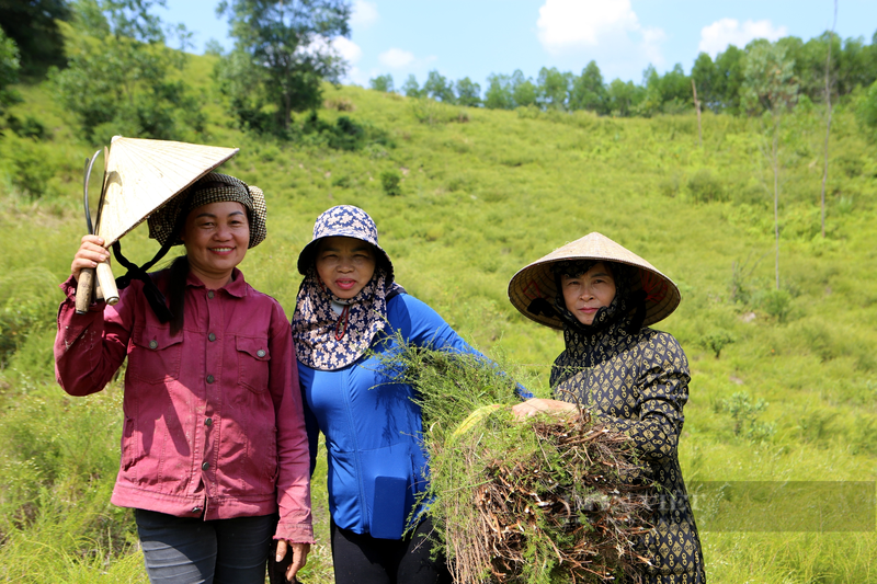 Nong dan Huong Son trong loai cay moc hoang tren nui kiem bon tien-Hinh-2