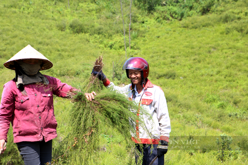 Nong dan Huong Son trong loai cay moc hoang tren nui kiem bon tien-Hinh-4