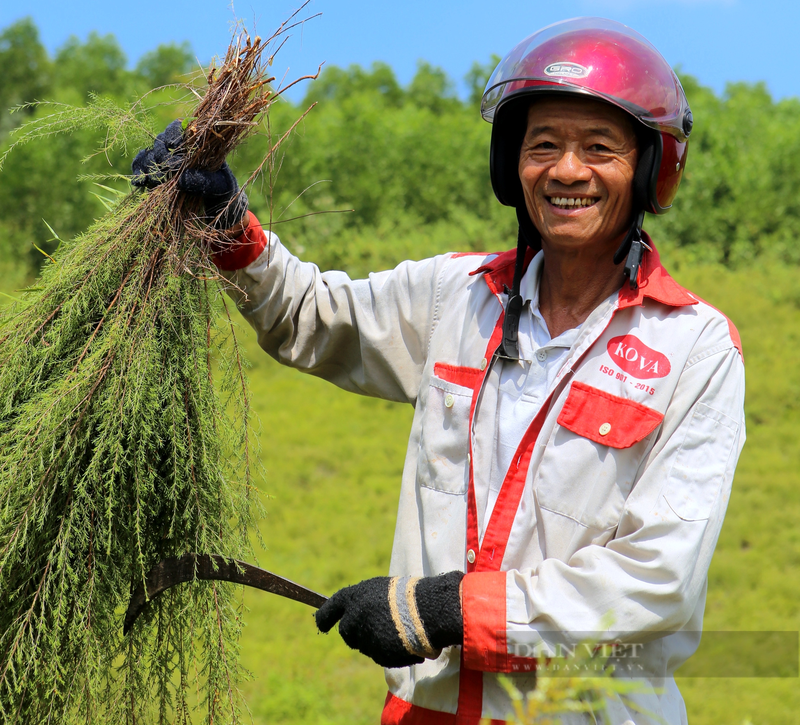 Nong dan Huong Son trong loai cay moc hoang tren nui kiem bon tien-Hinh-5