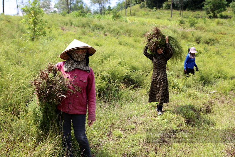 Nong dan Huong Son trong loai cay moc hoang tren nui kiem bon tien-Hinh-6