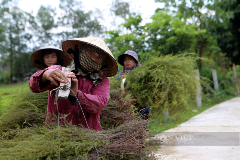 Nong dan Huong Son trong loai cay moc hoang tren nui kiem bon tien-Hinh-7