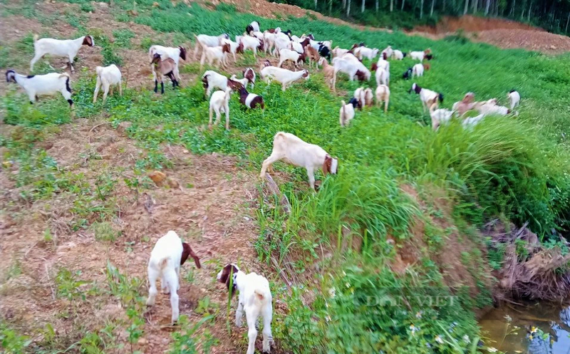 Nuoi de an loc la, anh nong dan mien Tay Nghe An tu tin thang lon-Hinh-4