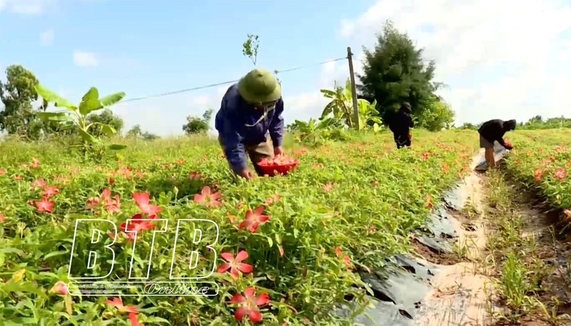 Trong sam Bo Chinh, nong dan Thai Binh thu 25 trieu/sao