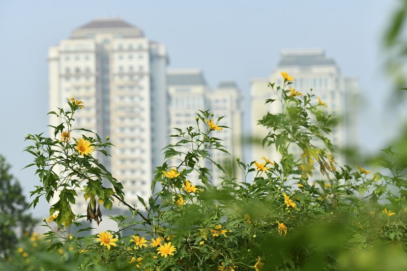 Doc dao vuon hoa da quy ngay giua long Ha Noi-Hinh-3