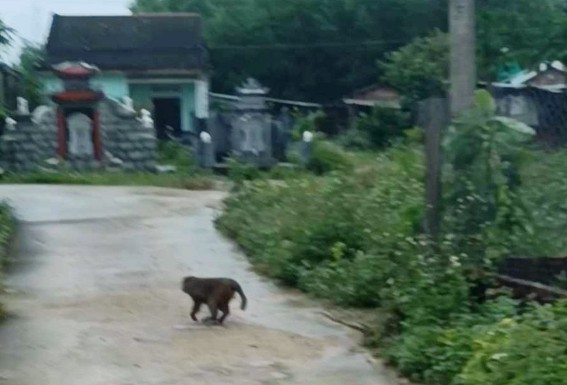 Khi la vao lang, tan cong 3 nguoi dan o Quang Nam bi thuong