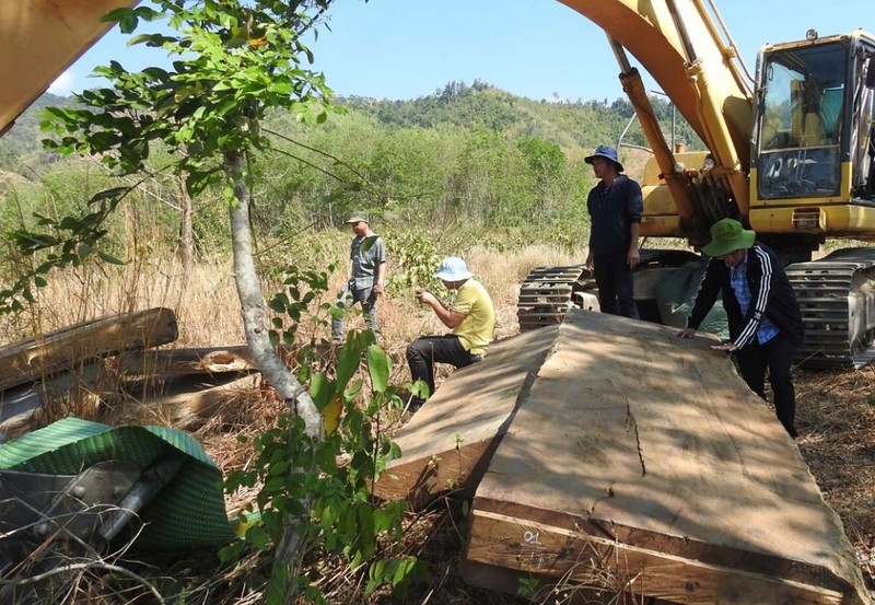 Kon Tum: Dieu tra vu giau go tai bai cat phat hien vu pha rung