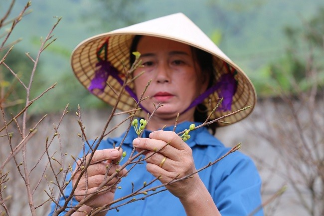 Mai vang 5 canh giup vung que ngheo duoi chan Hoanh Son khoi sac-Hinh-6