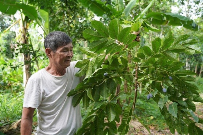 Loai qua “vang den” cua mua thu nam nay mat mua