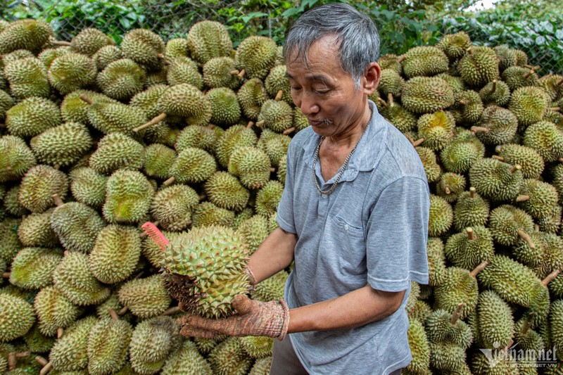 Vo cua “vua trai cay” bien thanh than sinh hoc, giam go gia cao