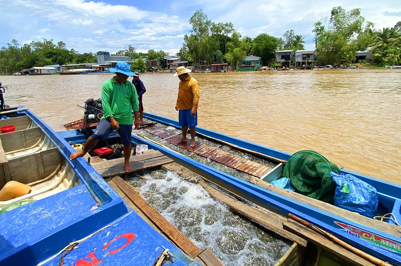 Duoc mua ca linh - dac san vung dau nguon song Hau