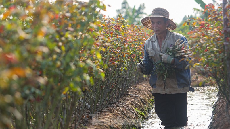 Thu phu hoa lon nhat Ha Noi mat mua “lo hen” dip 20/10-Hinh-7