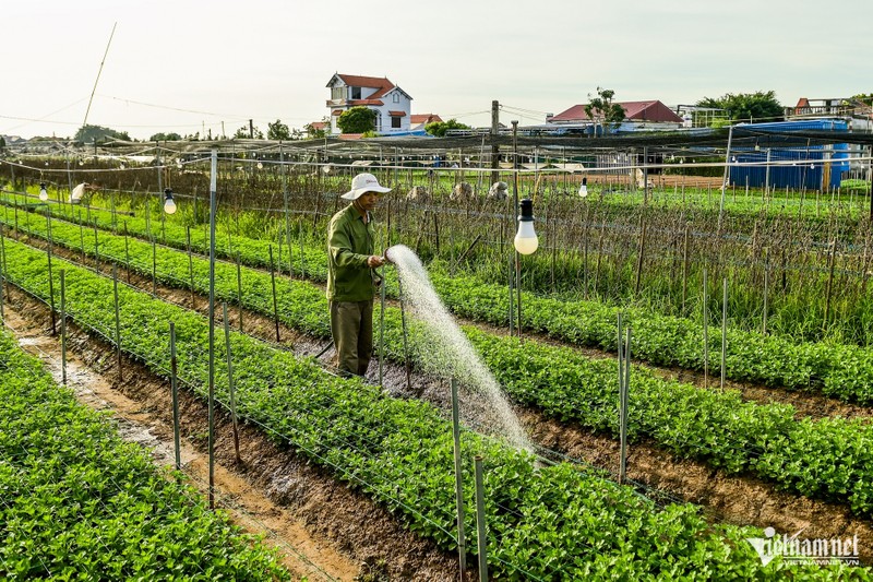 Vua hoa lon nhat Nam Dinh vuc day sau thien tai-Hinh-3