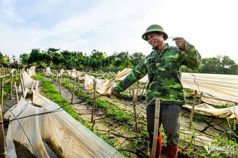 Vua hoa lon nhat Nam Dinh vuc day sau thien tai-Hinh-4