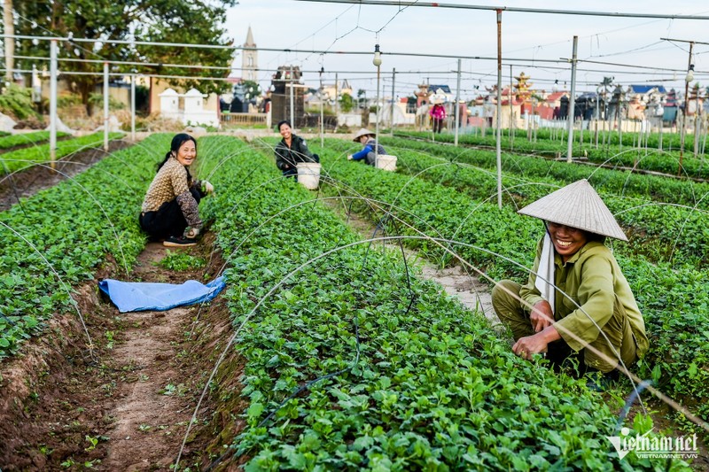 Vua hoa lon nhat Nam Dinh vuc day sau thien tai-Hinh-5