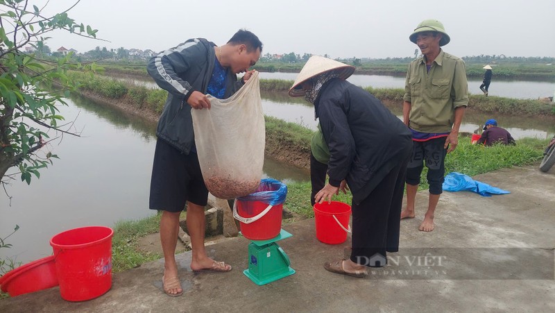 Ra dong vot “loc troi”, dan Hai Phong lam choi an that-Hinh-4