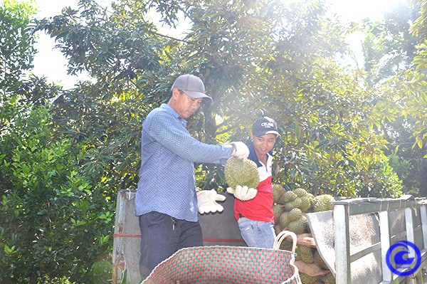 Sau rieng Tien Giang “loi nguoc dong” tang gia, dan cat ban la trung