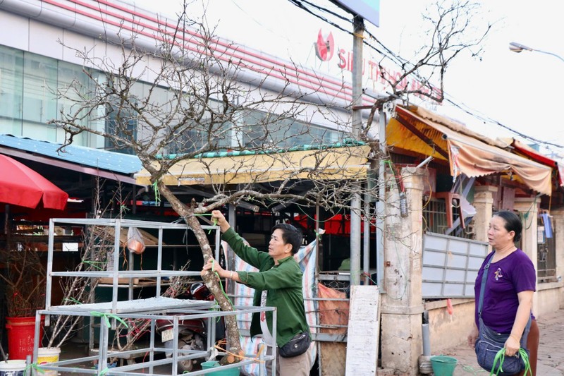 Man, dao Tay Bac no som hut khach cho hoa Quang An, Ha Noi-Hinh-6