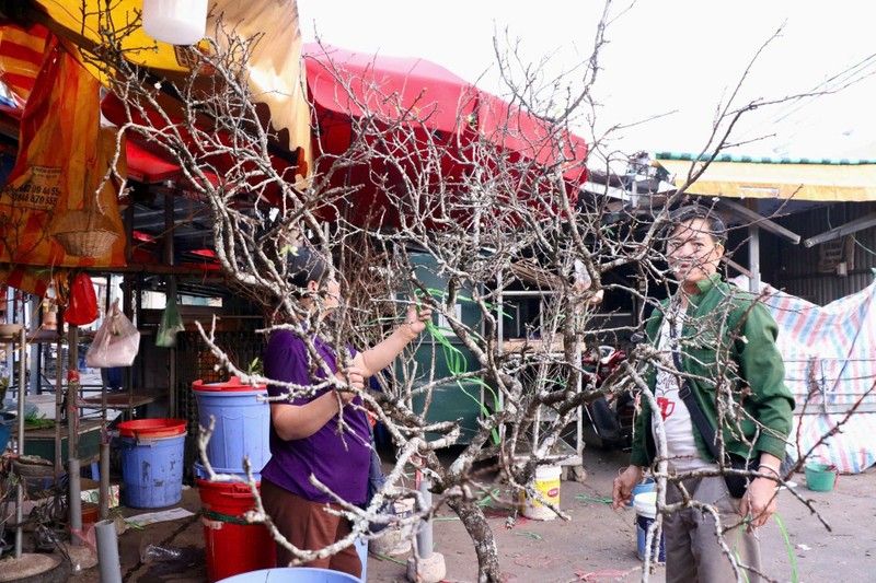 Man, dao Tay Bac no som hut khach cho hoa Quang An, Ha Noi-Hinh-7