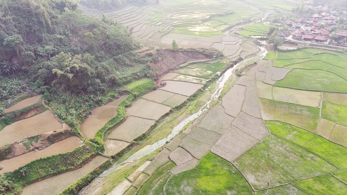 Trong loai cay co cu, boc ra hat do nhu son ban gia hoi