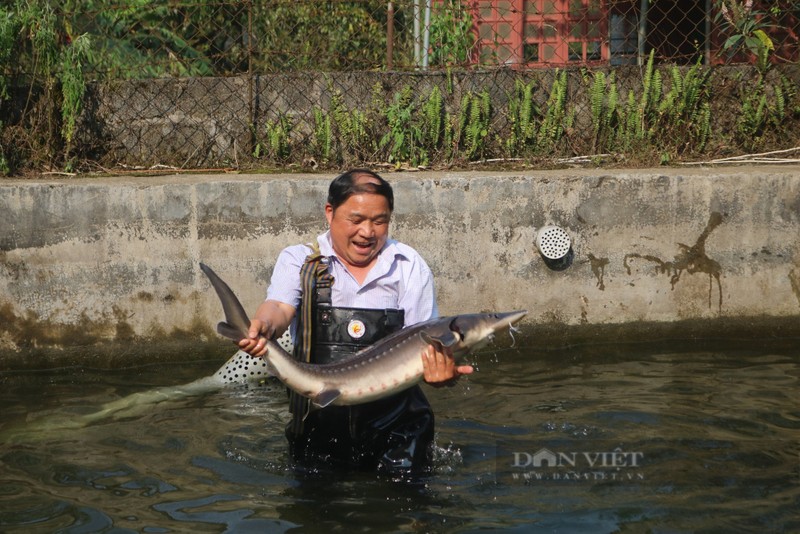 Nuoi ca nuoc lanh phat trien manh, nong dan mien nui giau len han-Hinh-5