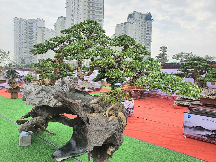 Dan cay canh tien ty do bo ve Ha Noi truoc Tet Duong lich-Hinh-7