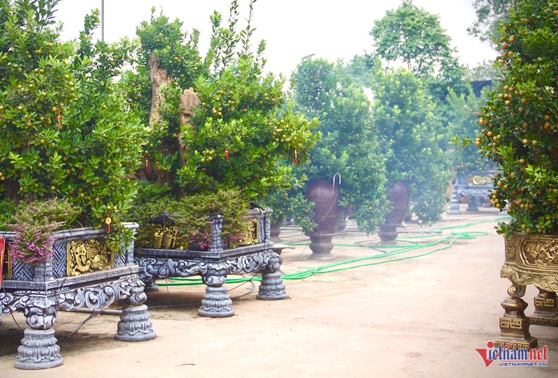 “Hang hiem” quat Bonsai co gia dat do, nha vuon nhan coc som-Hinh-2