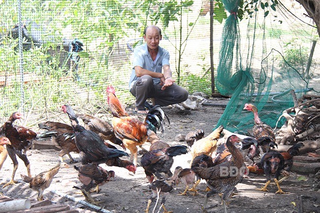 Nong dan Binh Dinh “dut tui” 1 ty dong/nam nho chan nuoi