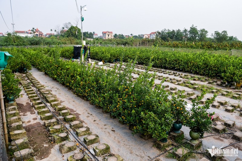 Thuong lai lung mua het hang, thu phu quat mien Bac nghi Tet som-Hinh-2